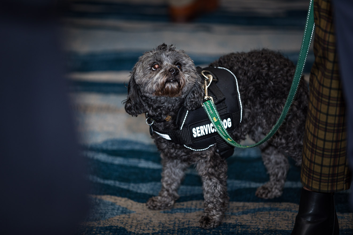 A small dog wearing a Service Dog vest sits on a blue patterned carpet looking up