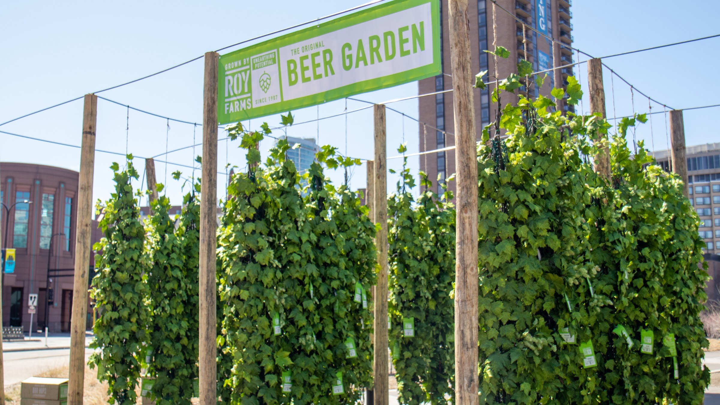 Tall hop bines climb poles under a green Beer Garden sign outside the Minneapolis Convention Center