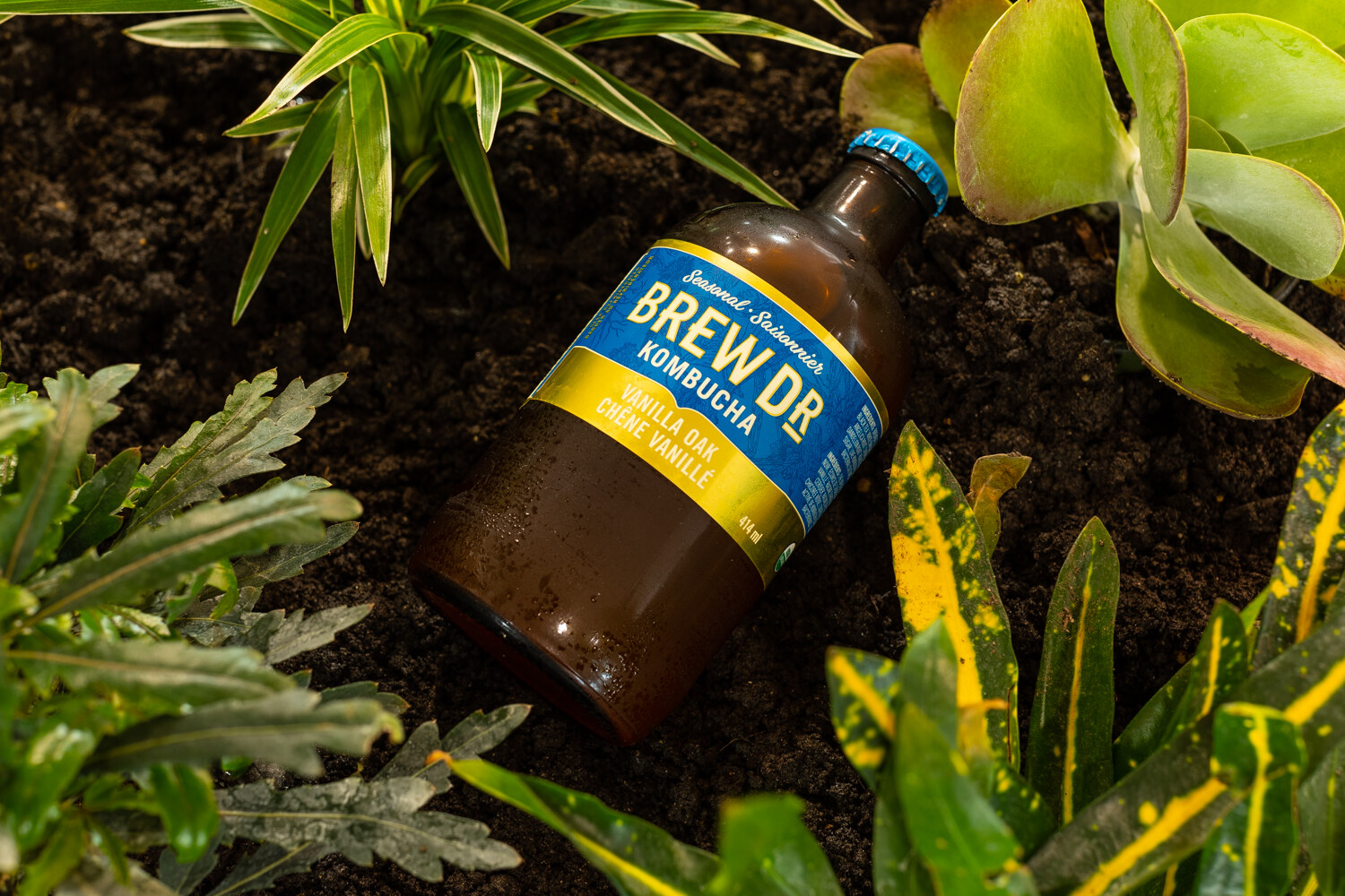 A brown Brew Dr. Kombucha bottle with a blue label resting in dark soil and green foliage.
