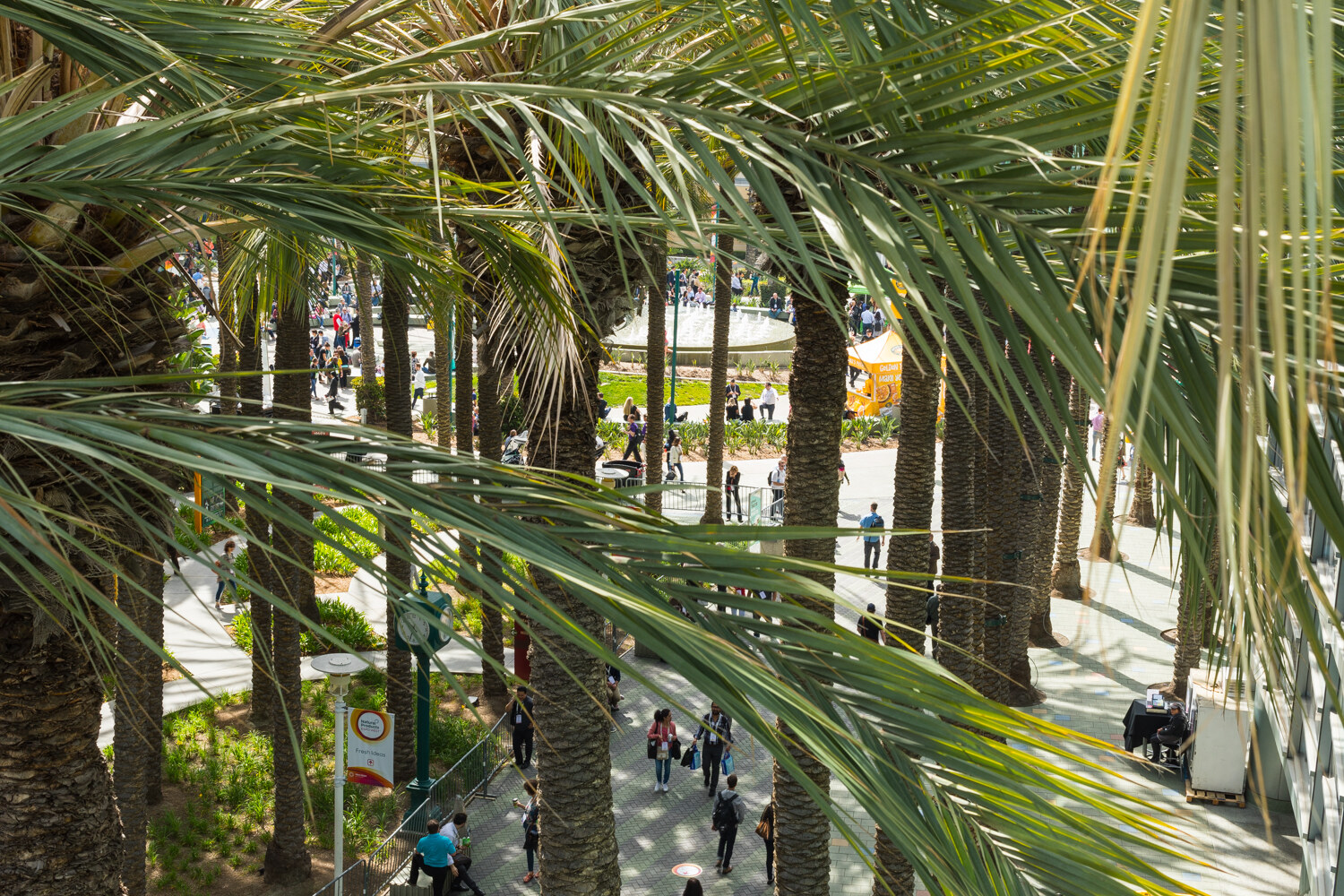 High angle through palm fronds and trunks looking down at small groups of people walking on a paved plaza and lawn.